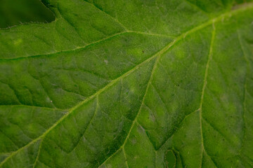 Close up of tomato green leaf