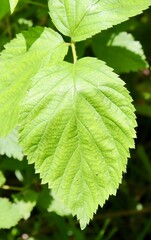 A close view of a green leaf on the tree branch.