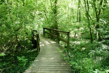 The wood boardwalk bridge on the trail in the forest.