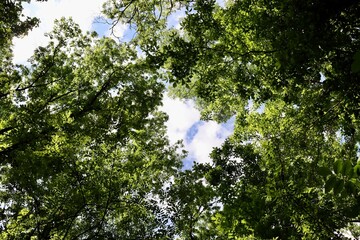 The view of the tall spring trees in the forest.