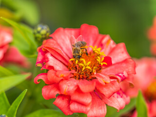 A bee collects nectar from Red marigolds flower in the garden in summer close-up.