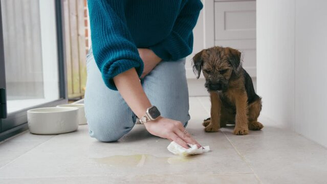 Close up of female owner cleaning up whilst toilet or house training border terrier puppy sitting on kitchen floor at home after wee - shot in slow motion