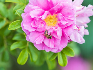 Rosehip flowers with a honey bee, close up. Rosehips pink flowers on green background in sunset light