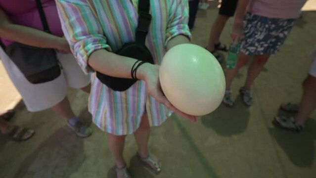 View of woman holding large Ostrich egg at Safari Ostrich Farm, Oudtshoorn, Western Cape, South Africa, Africa