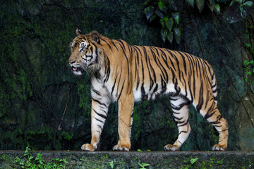 Close up Indochinese tiger is beautiful animal and dangerous in forest