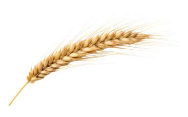 PNG Wheat ear food white background agriculture.
