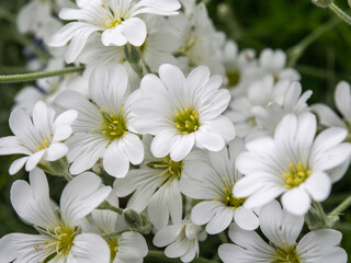 Fototapeta premium Cerastium Tomentosum Snow In Summer. Flowering plant in garden. Pretty small white flowers