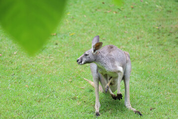 The kangaroo is stay and eat grass in garden
