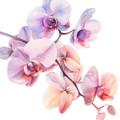 Delicate watercolor drawing of pink and purple orchid flowers.