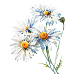Delicate watercolor drawing of white daisies with yellow centers