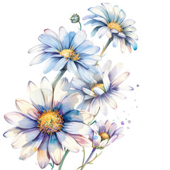 Obraz premium Light blue watercolor daisies.