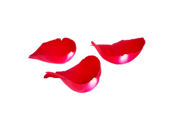 Beautiful rose petals transparent png