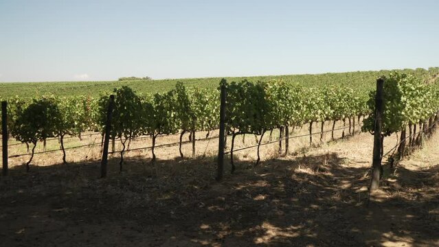 View of vineyard at Groot Constantia-Trust, Constantia, Cape Town, Western Cape, South Africa, Africa