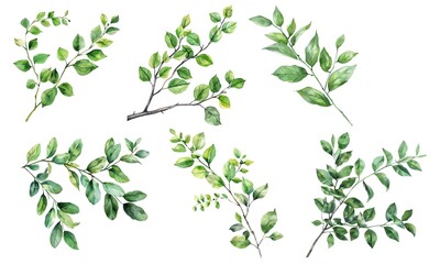 Set of watercolor green leaf isolated on white background 