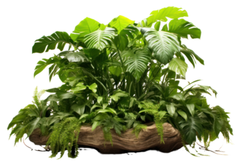 PNG Amazon Rainforest plant green leaf.