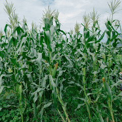field of corn