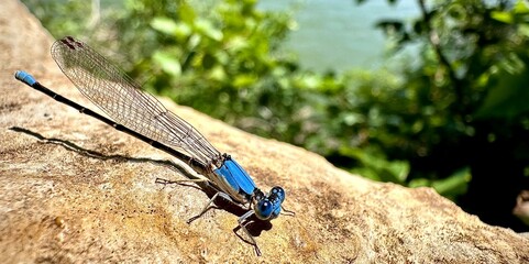 Anisópteros, caballito del diablo, libelula 