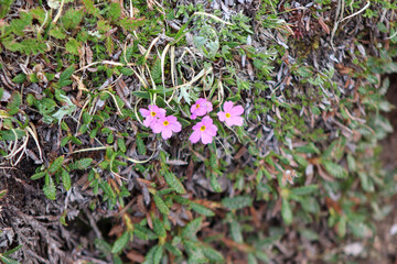 A close up of a purplish pink flowers. High quality photo