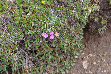A close up of a purplish pink flowers. High quality photo