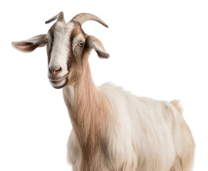 Fototapeta premium PNG Goat livestock wildlife animal. AI generated Image by rawpixel.