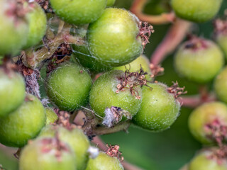 Obraz premium Cluster of green rowan fruits