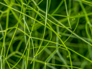 Garden asparagus spears up close