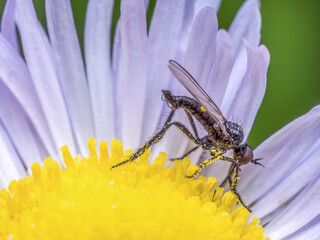 Rhamphomyia fly pollinating wild flower
