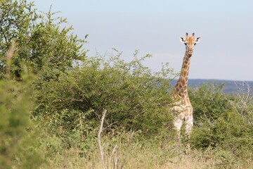 giraffe in the savannah
