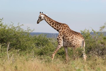 giraffe in the savannah