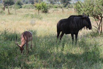 Wildebeest and impala