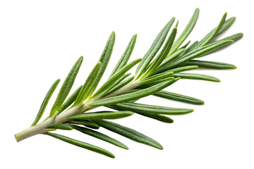 Fototapeta premium Rosemary leaf on a transparent background, rosemary leaf png.