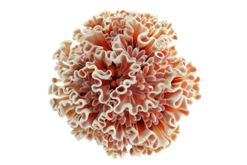 Close-up of an intricate and vibrant coral pattern, showcasing its unique, delicate structure against a transparent background.