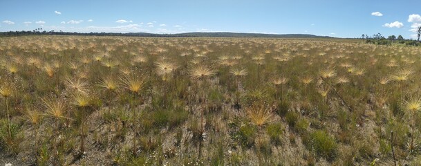 Shower field (Campo de Chuveirinhos) in Chapada dos Veadeiros, Goiás, Brazil