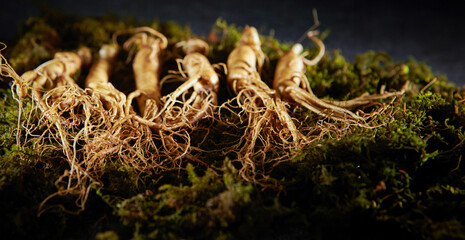Ginseng, ginseng on moss background