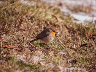 cute  little robin walks on the ground