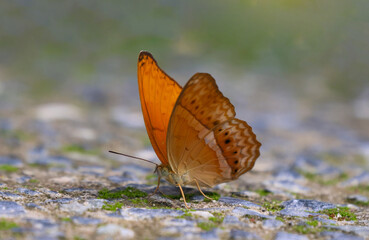 Closed up The Large Yeoman orange butterfly beautiful on the floor