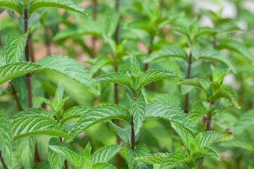 Mint in a garden bed. Growing peppermint. Medicinal plants © Dimid