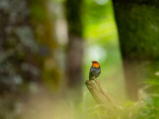 森の中で枯れ木に留まっているコマドリの雄