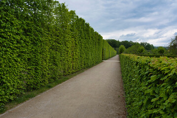 Buchen Hecken Eremitage Bayreuth Deuschland