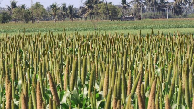 Lovely view of millet stallks. millet or sorghum plant views in a farmland, cultivation pearls millet fields, pearls production of millet fields of pearl millets (bajra). processing farm.