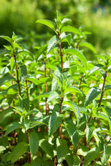 Mint in a garden bed. Growing peppermint. Medicinal plants