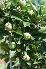 Small apple fruit on a branch in an apple orchard. growing fruit in the garden.