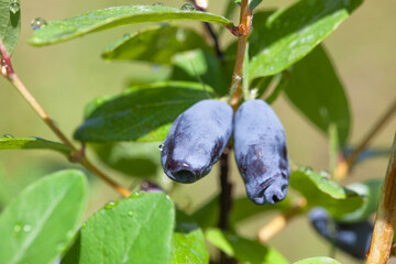 Ripe fruits of edible honeysuckle on the branches of a bush. Growing honeysuckle fruit bushes in...