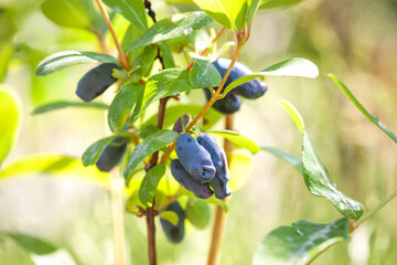 Ripe fruits of edible honeysuckle on the branches of a bush. Growing honeysuckle fruit bushes in the garden.