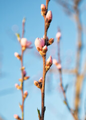 Almond tree blossom at sunset. Growing almonds.