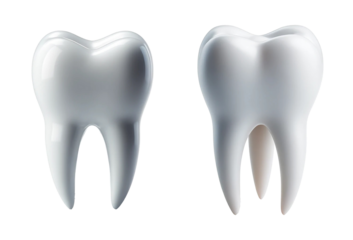 Tooth isolated  isolated on transparent or white background