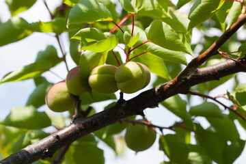 Apricot fruits on a tree in the garden. Fruit growing.