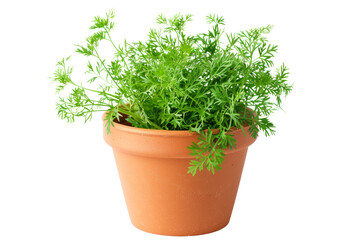 Fototapeta premium Fresh Green Caraway grown Plant in a Terracotta Pot Isolated on White Background - Perfect for Gardening, Home Decor, and Nature-Themed Projects