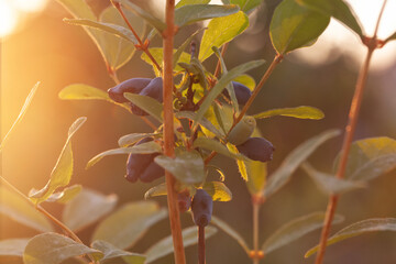 Ripe fruits of edible honeysuckle on the branches of a bush. Growing honeysuckle fruit bushes in...