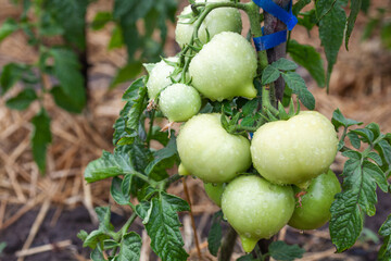 Unripe bunch of tomatoes in a garden bed.